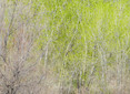 thicket XXXV