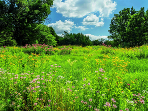Your Garden May Be Pretty, but Is It Ecologically Sound?