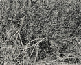 thicket XVI