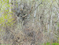 thicket XXXVII