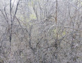 thicket XXIX