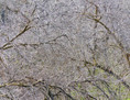 thicket XXVIII