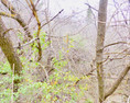 thicket XXI