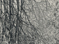 thicket XXXI