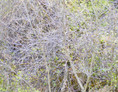 thicket XX