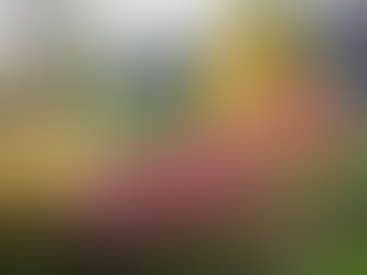 Do it yourself Rain Garden