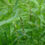 Thumbnail: Graceful Sedge, Carex gracillima