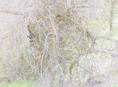 thicket XIX