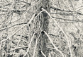 thicket XXII