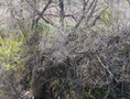 thicket XXVII