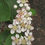 Thumbnail: Black Chokeberry, Aronia melanocarpa