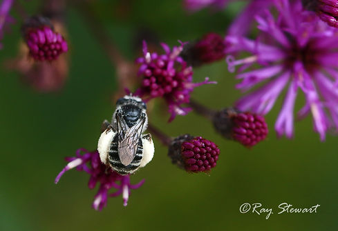 native-black-bee-on-iron-weed.jpg