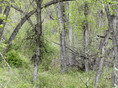 thicket XXXI