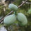 Thumbnail: Paw paw, Asimina triloba