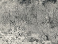 thicket XXX
