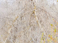 thicket VI