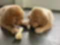 IMG_6504.jpeg