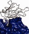 SelfInhibitoryPeptides.png