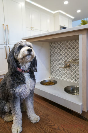 Dog sits in front of watering station in luxury kitchen