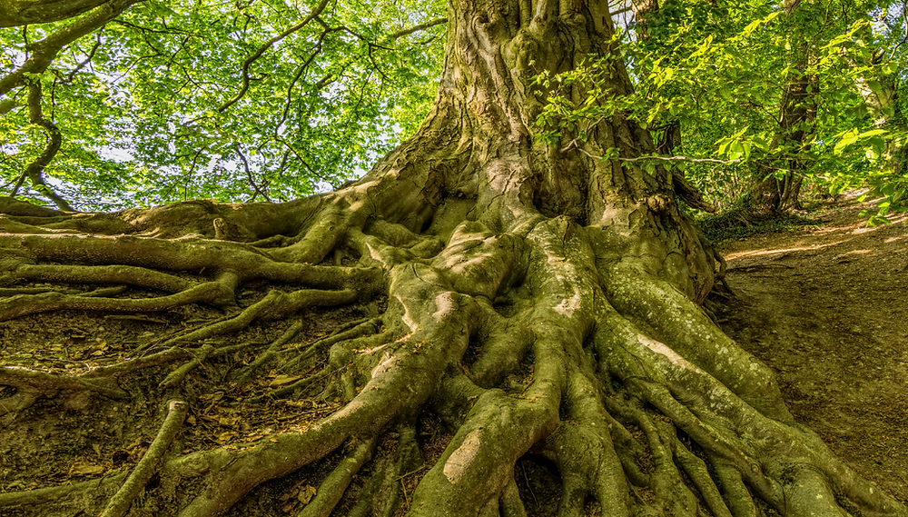 Exposed roots of a large tree