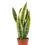 Miniatura: 0918-Sansevieria Laurentii S