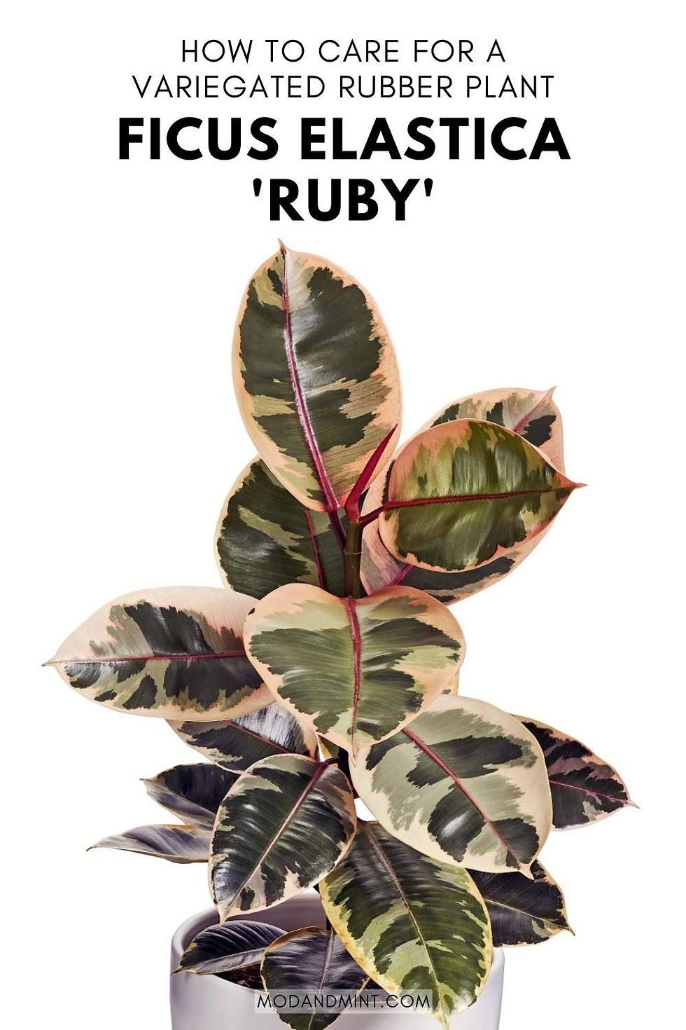 Miniatura: 1014-Ficus Elástica Ruby M