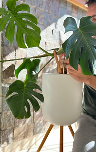 Planta de VIVERO MOBILE