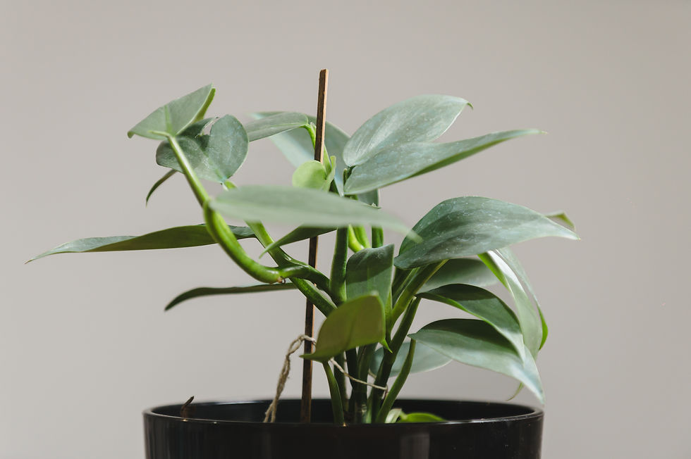 Miniatura: 1066 -Philodendron Plateado