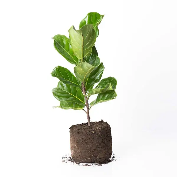 Miniatura: 1018-Ficus Lyrata M