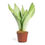Miniatura: 0917-Sansevieria Moonshine M