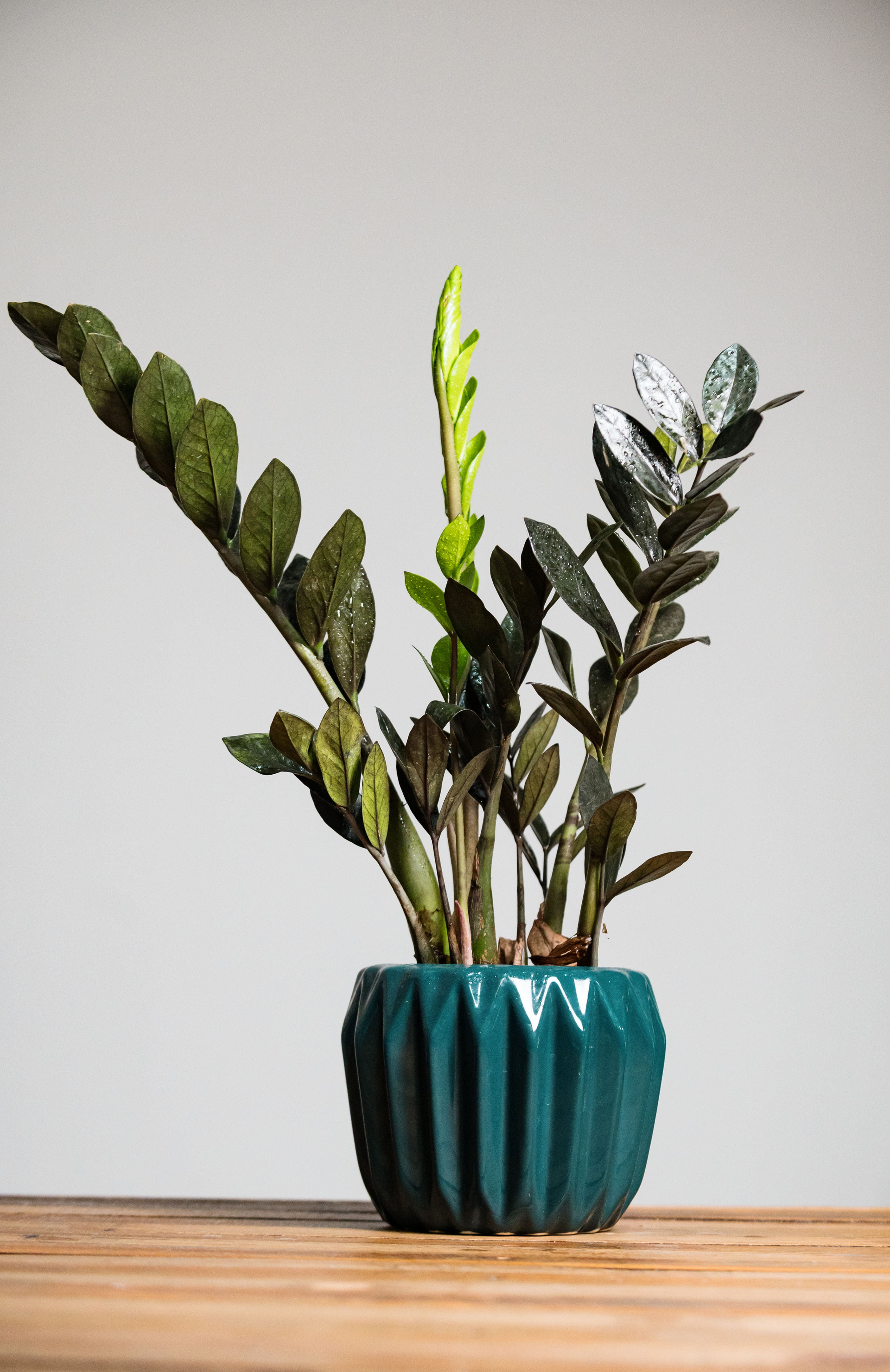 ZOCO -Zamioculcas zamiifolia Negra
