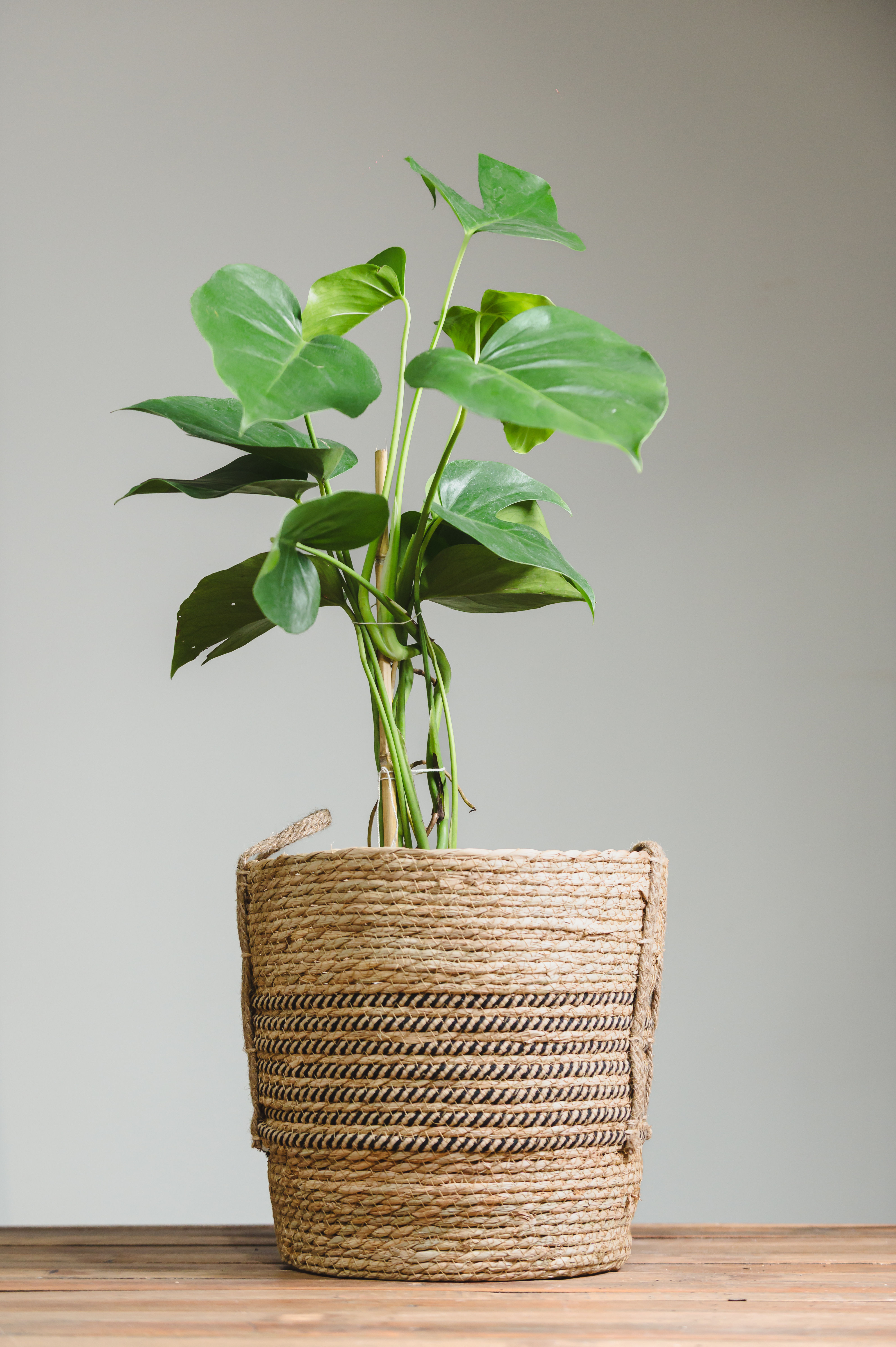 1082-MONSTERA DELICIOSA S