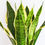 Miniatura: 0919-Sansevieria Laurentii M