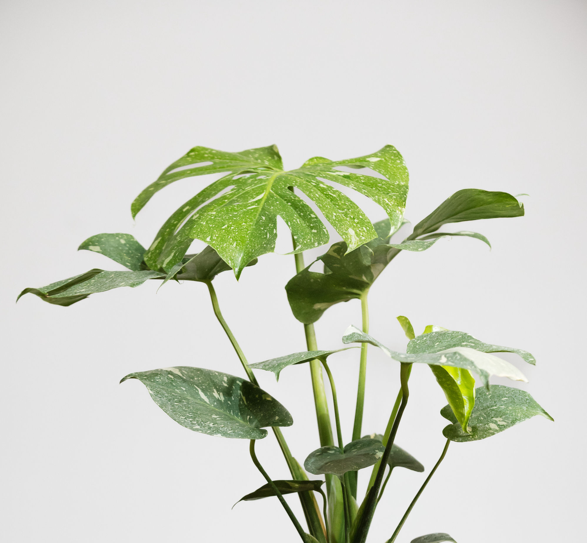 MONSTERA DELICIOSA VARIEGADA