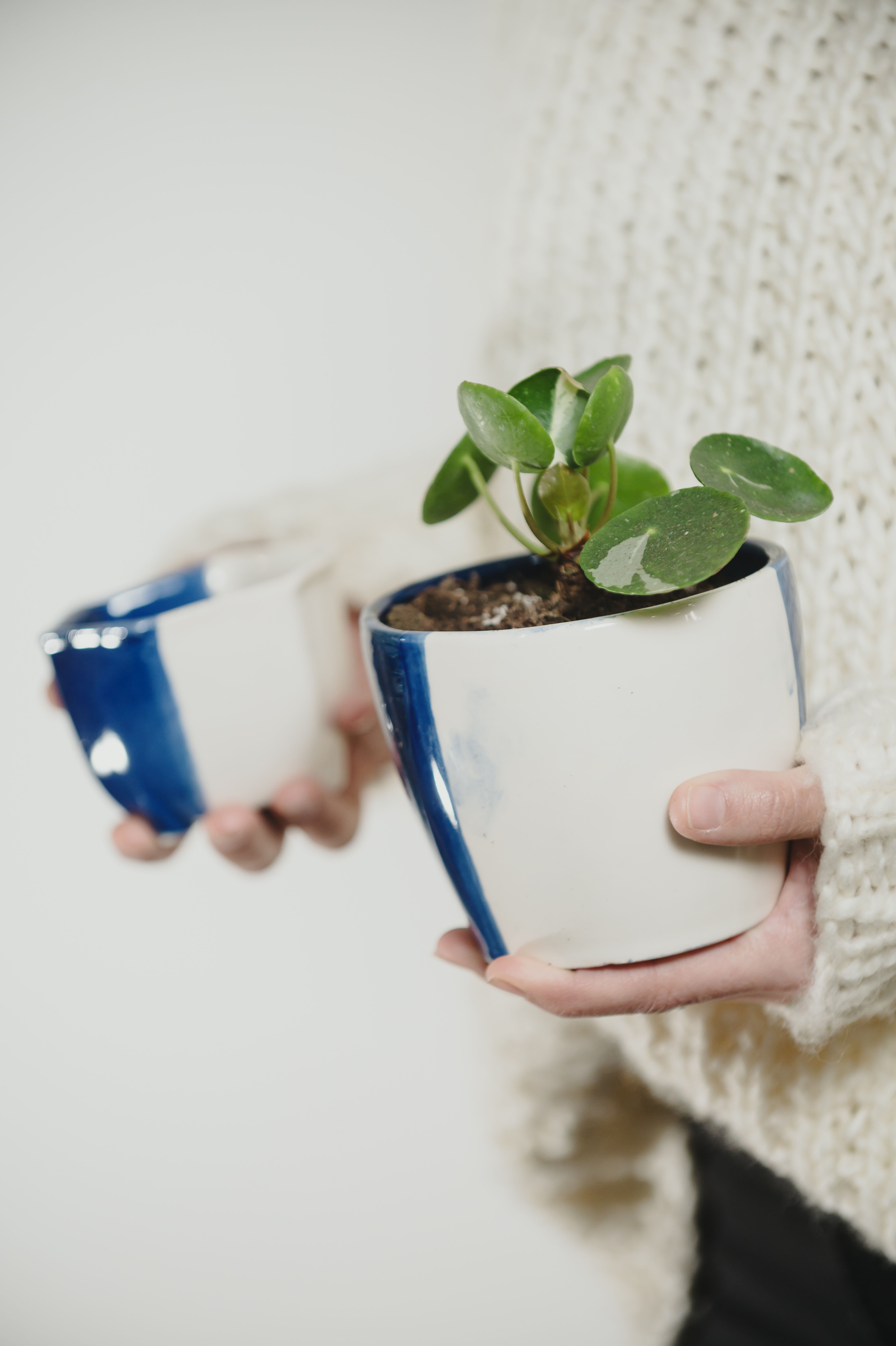 Pilea Peperomioides variegada s