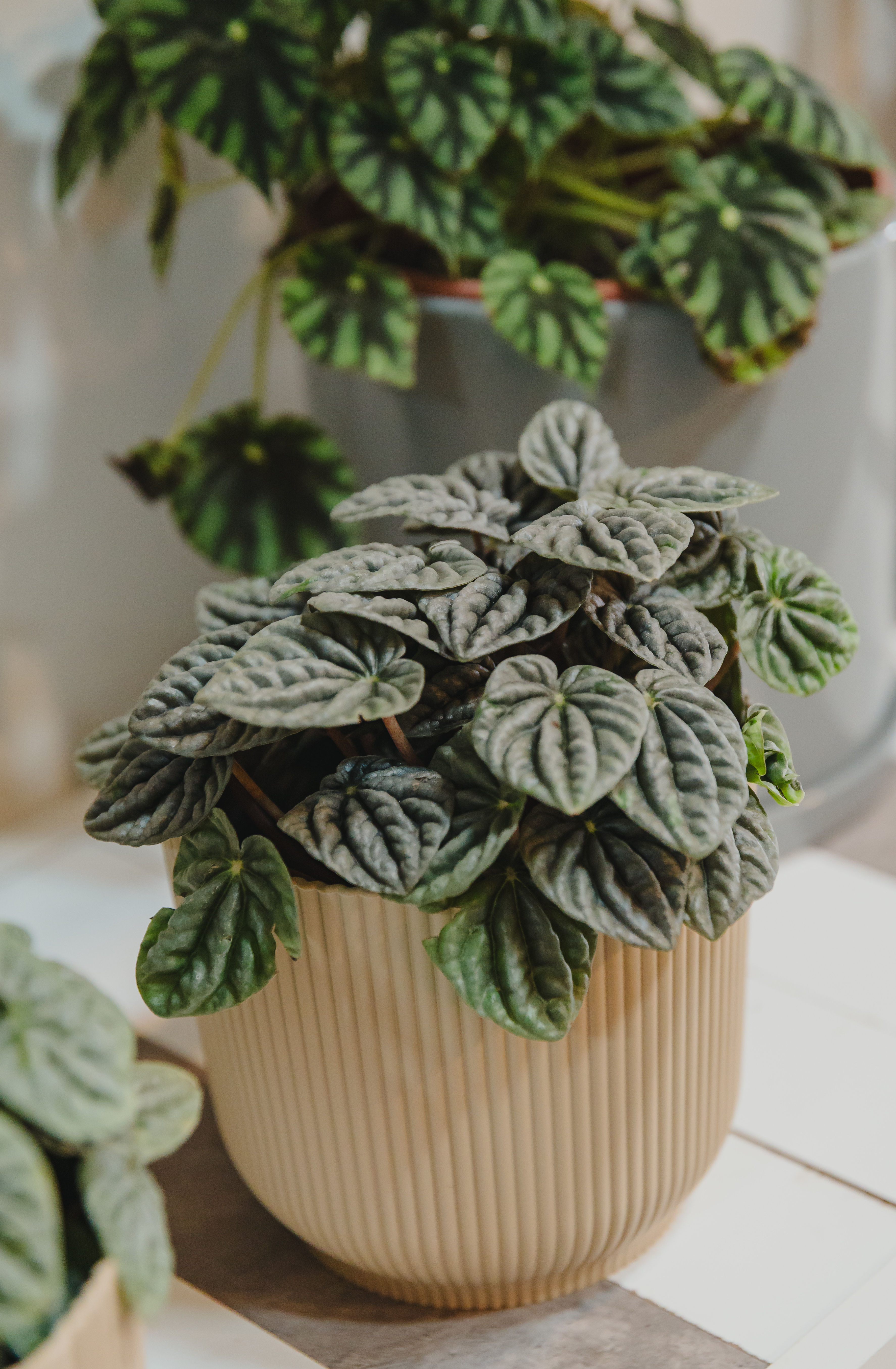 Peperomia Caperata