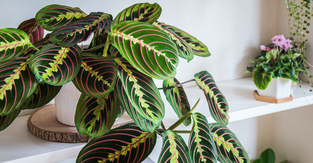 9024  Maranta leuconera