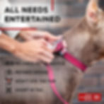 Miniatura: Pink Long Lasting Leather Dog Collar Adjustable for Medium Dogs 1215 inch Neck