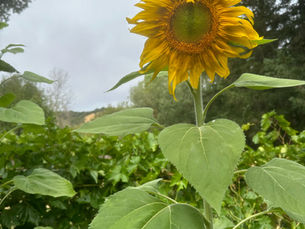 MICHELLAR Captures the Spirit of Change in New Single “September”