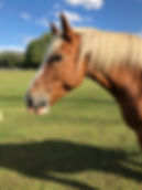 IMG_0386.jpeg