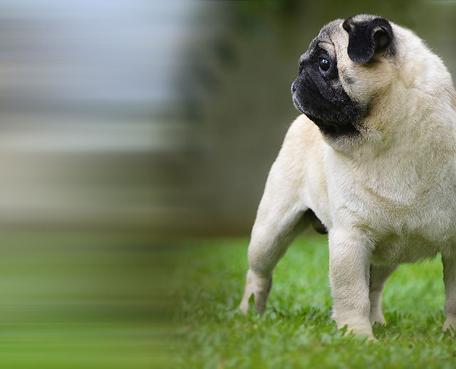 Comprar Pug