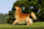 golden-retriever