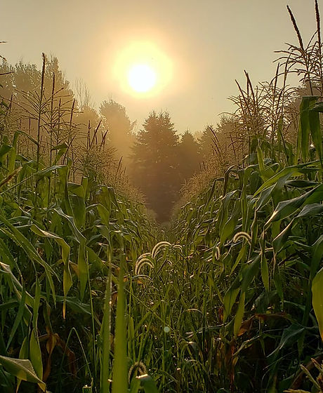 shields corn part 2.jpg