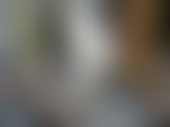 Why Is My Bird Screaming?