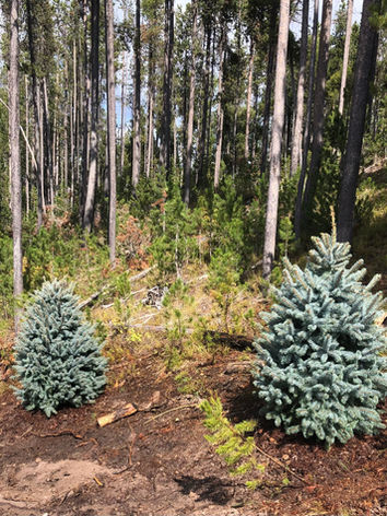 Island Park Landscaping - Blue Spruce