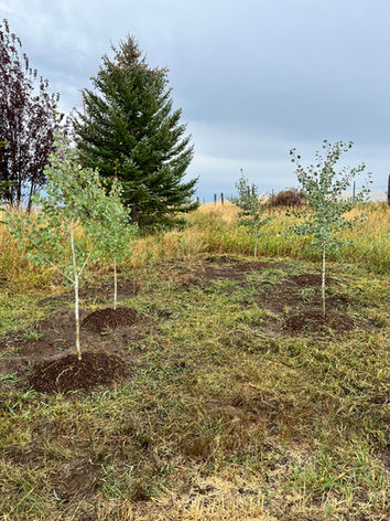 Quaking Aspen Trees Driggs Idaho