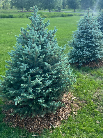 5' Blue Spruce Trees