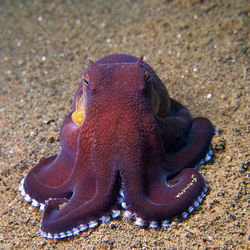Veined Octopus