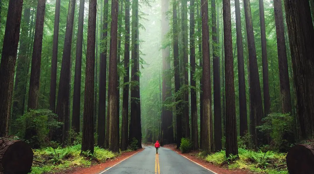 elopement photographers in Humboldt