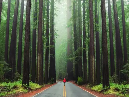 20 Stunning Locations For A Photoshoot in Humboldt County in 2026